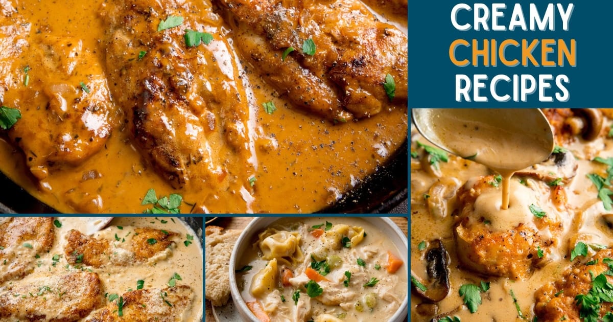 + Creamy Chicken Recipes: Rich Flavors for Every Occasion